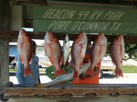 Red snapper and other fish hanging at the cleaning table under the Beacon 44 sign