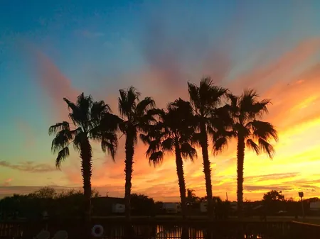 Palm trees silhouetted against an orange sunset
